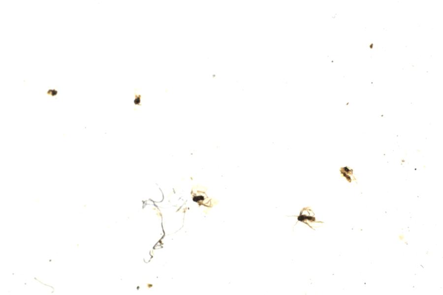 Image 195